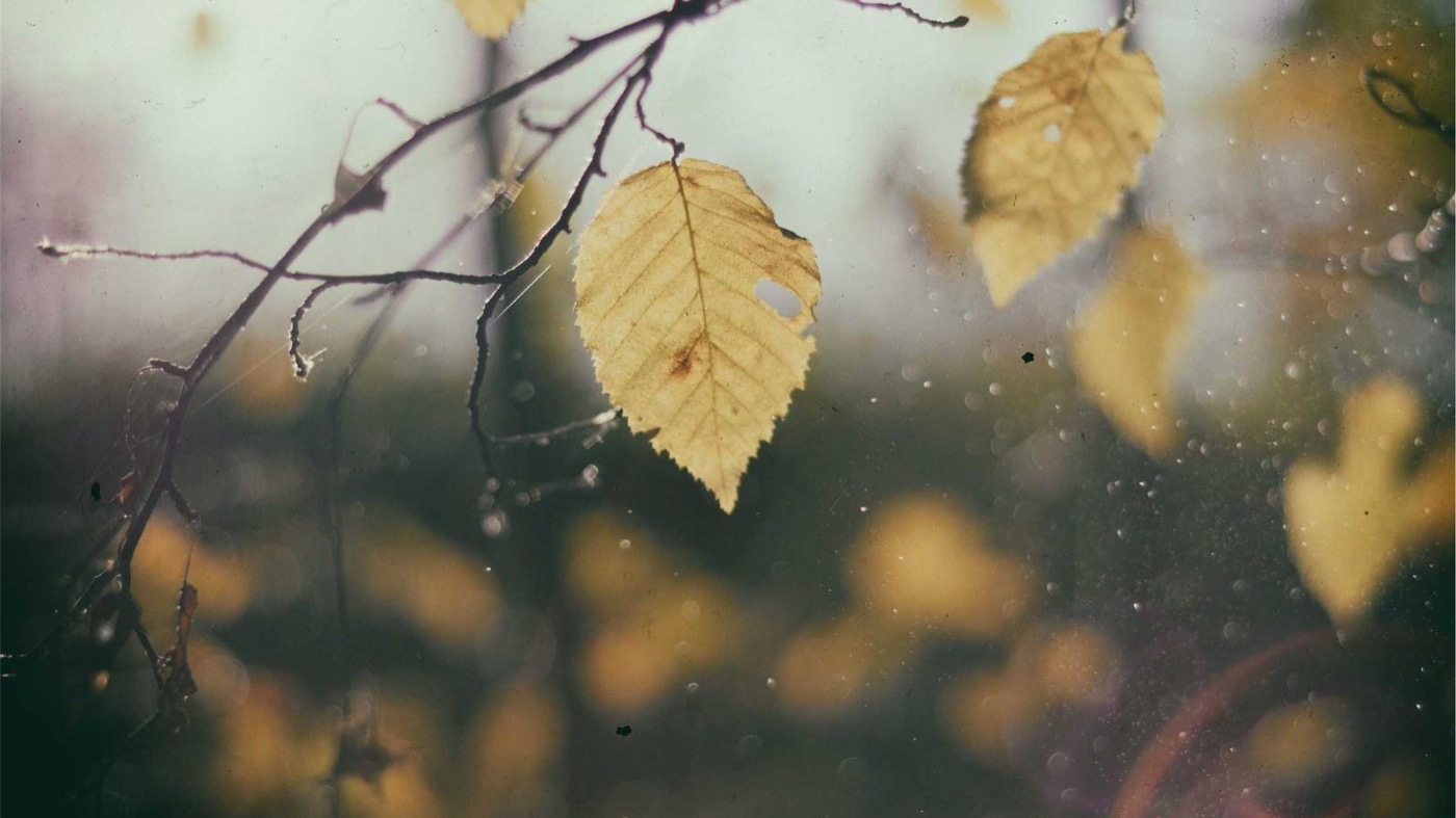 Career coaching session with backend engineers in Houston.