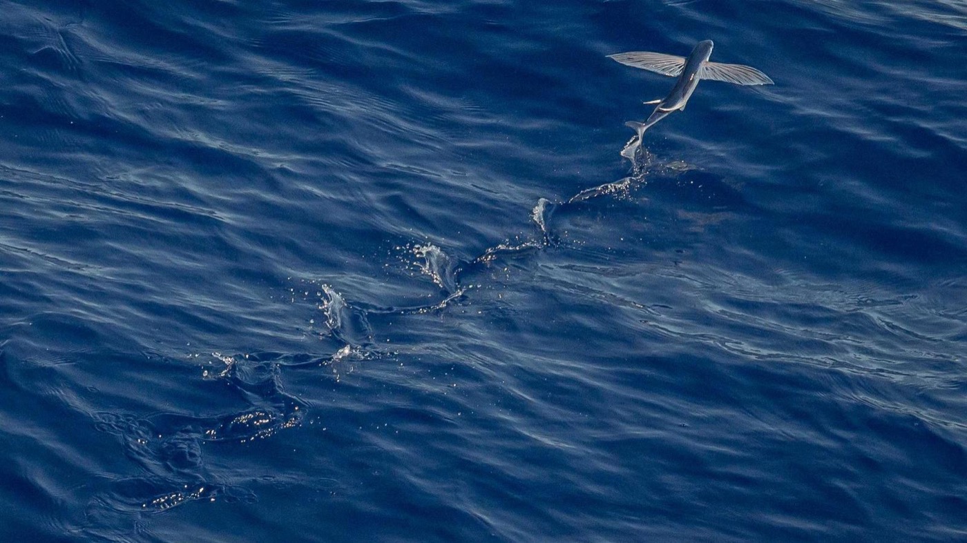 Career coaching session with product designers in Houston.