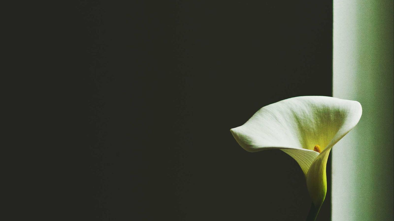 Professional coaching and career strategy imagery.